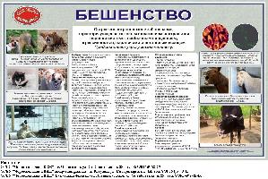 Внимание! Бешенство!