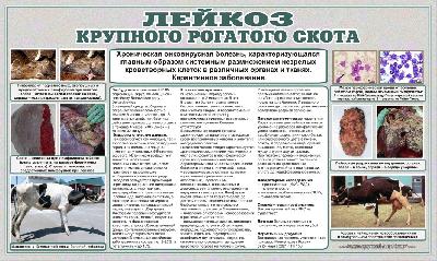 Лейкоз крупного рогатного скота. Памятка для населения.